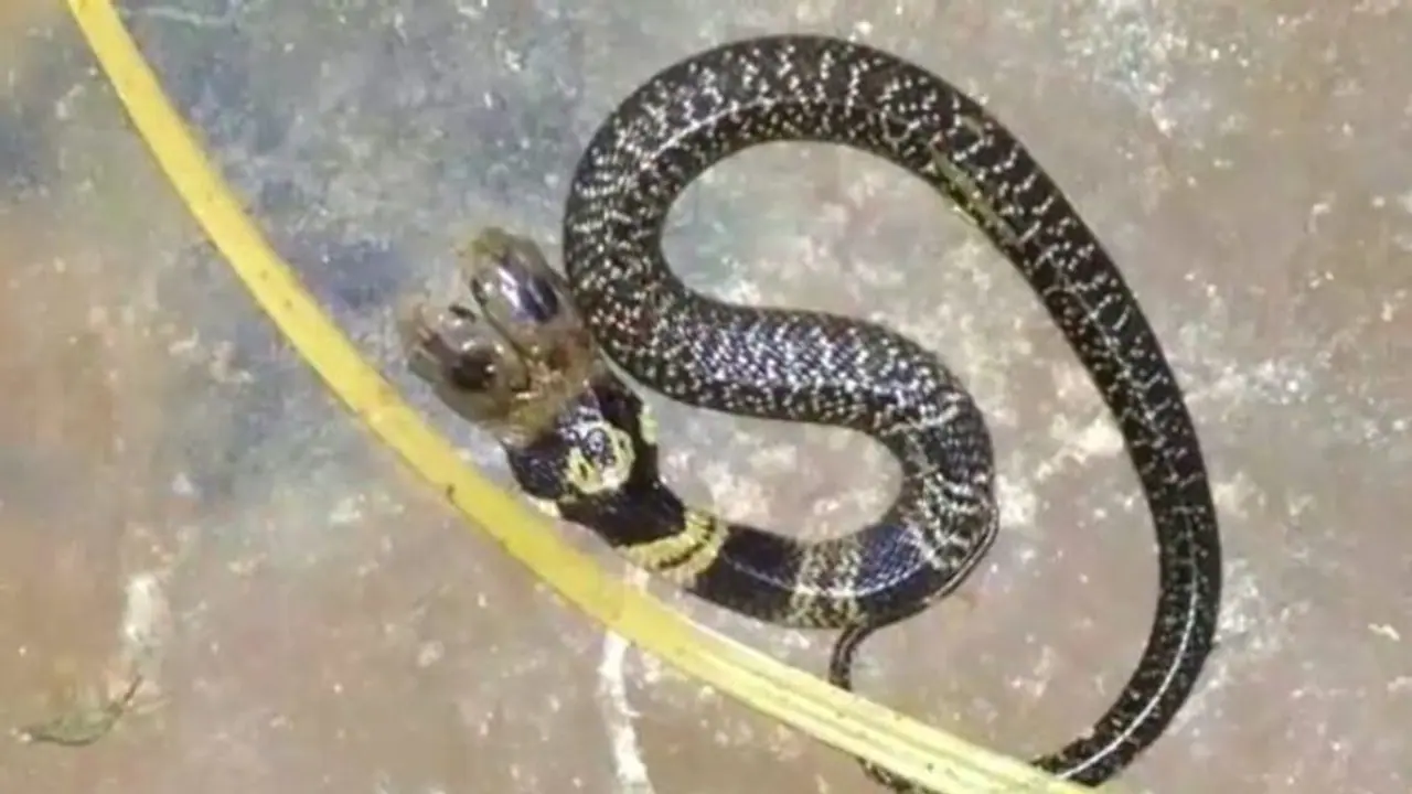 বিষ ঢালছে দু'মুখো , সাপকে তুষ্ট করতে দেবতা জ্ঞানে পুজো বিষ ঢালছে দু'মুখো , সাপকে তুষ্ট করতে দেবতা জ্ঞানে পুজো