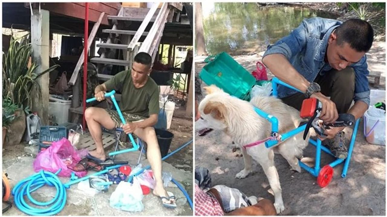 नर्क की जिंदगी जी रहे थे कुत्ते, फिर मसीहा बन सामने आया ये इंसान नर्क की जिंदगी जी रहे थे कुत्ते, फिर मसीहा बन सामने आया ये इंसान