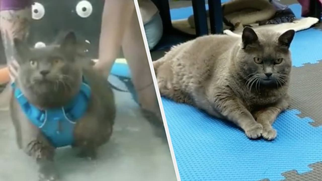 ദിവസവും വ്യായാമം ട്രെഡ്മില്ലിൽ; വീഡിയോ കാണാം ദിവസവും വ്യായാമം ട്രെഡ്മില്ലിൽ; വീഡിയോ കാണാം