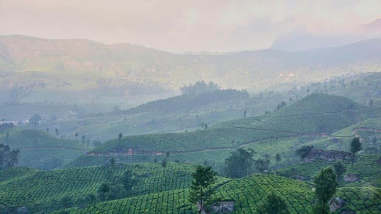 ദീപാവലി സീസണില് തെളിച്ചമില്ലാതെ മൂന്നാറിലെ ടൂറിസം മേഖല; സഞ്ചാരികള് കുറഞ്ഞു ദീപാവലി സീസണില് തെളിച്ചമില്ലാതെ മൂന്നാറിലെ ടൂറിസം മേഖല; സഞ്ചാരികള് കുറഞ്ഞു