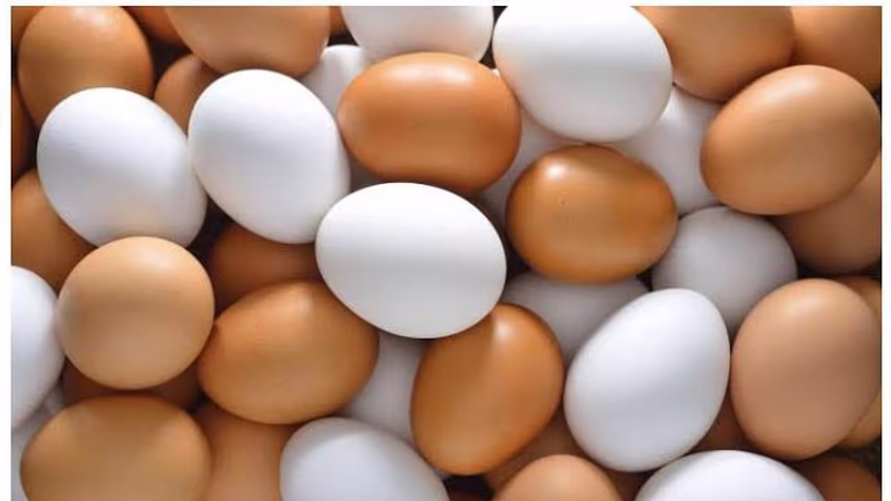 Brown and white eggs: வெள்ளை முட்டையா..? பிரவுன் முட்டையா? எது பெஸ்ட்..! முட்டை பிரியர்கள் தெரிஞ்சுக்கோங்க...