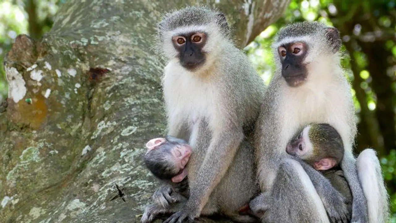 ಮಂಕಿಪಾರ್ಕ್ ಮಾಡಲು ಮಲೆನಾಡಿಗರಿಂದ ವಿರೋಧ ಮಂಕಿಪಾರ್ಕ್ ಮಾಡಲು ಮಲೆನಾಡಿಗರಿಂದ ವಿರೋಧ