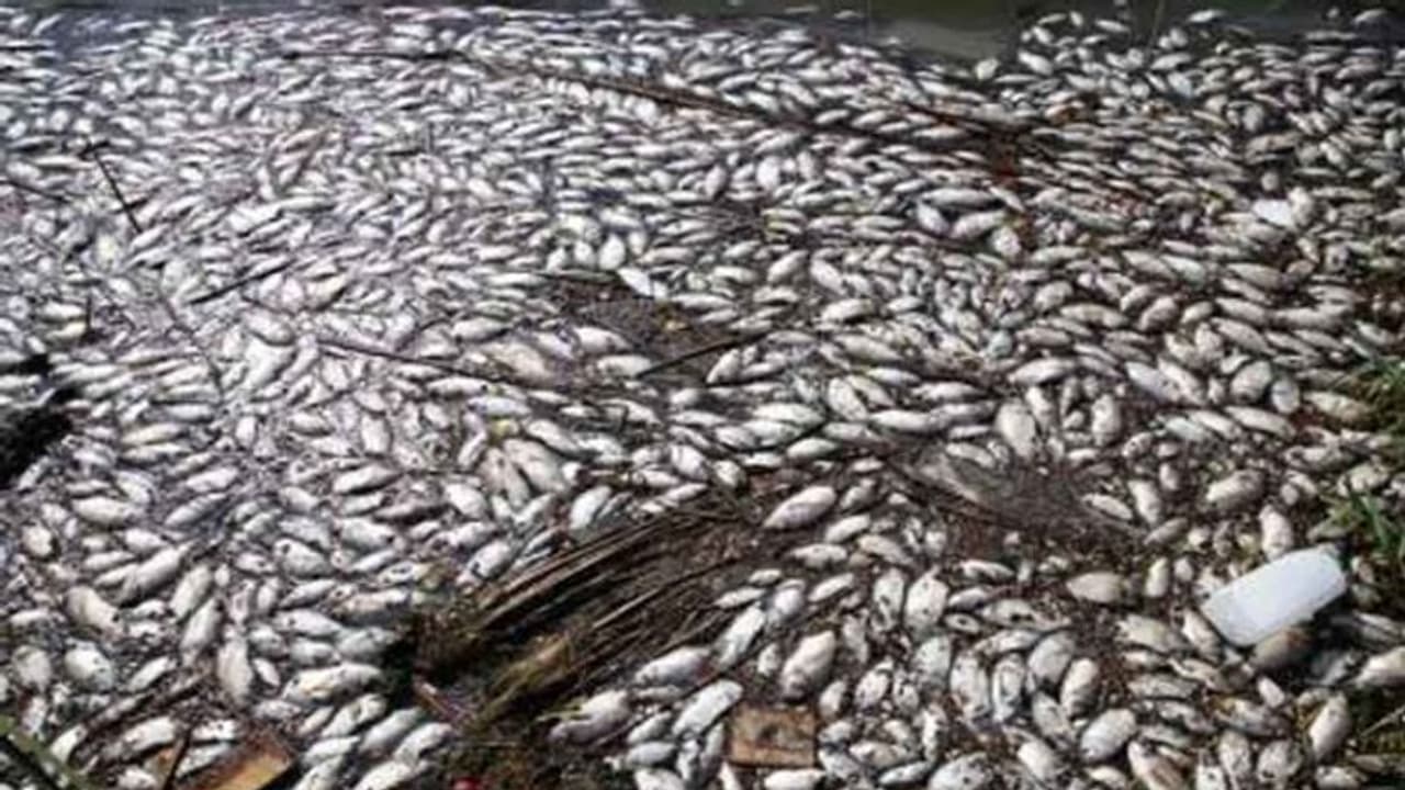 ಧರ್ಮಸ್ಥಳ: ನದಿಯಲ್ಲಿ ಸಾವಿರಾರು ಮೀನುಗಳ ಮಾರಣ ಹೋಮ