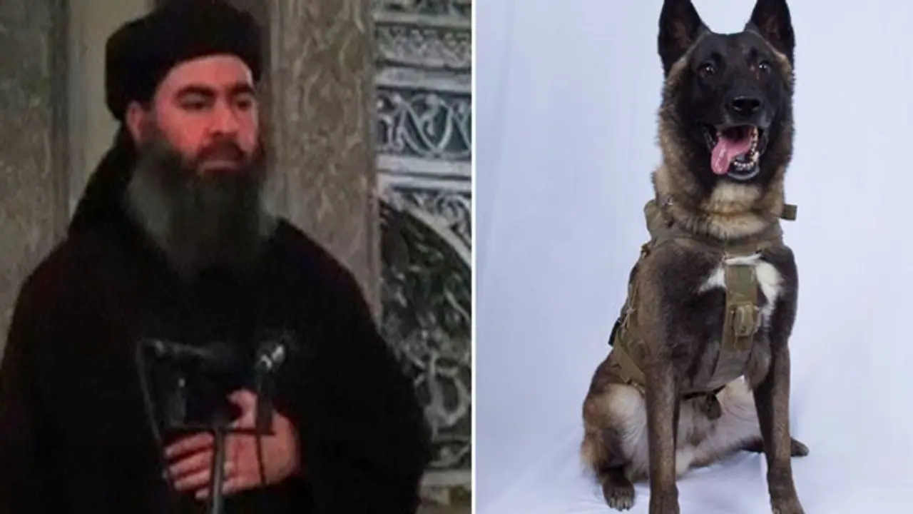 బాగ్దాదీకి చావును పరిచయం చేసింది ఈ కుక్కే