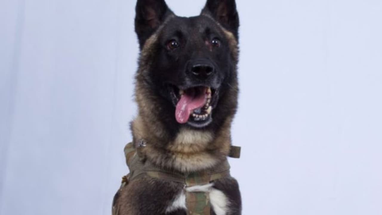 'ഐഎസ് തലവനെ വധിക്കാന് സഹായിച്ചത് ഇവന്'; നായയുടെ ചിത്രം ട്വീറ്റ് ചെയ്ത് ട്രംപ് 'ഐഎസ് തലവനെ വധിക്കാന് സഹായിച്ചത് ഇവന്'; നായയുടെ ചിത്രം ട്വീറ്റ് ചെയ്ത് ട്രംപ്