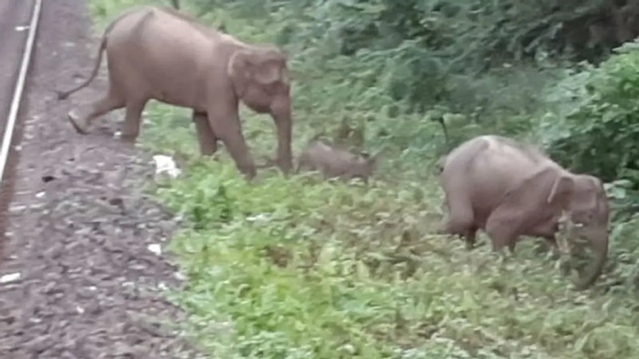 ময়নাগুড়িতে এক রাতে হাতির তাণ্ডবে দম্পতি সহ মৃত ৩ ময়নাগুড়িতে এক রাতে হাতির তাণ্ডবে দম্পতি সহ মৃত ৩
