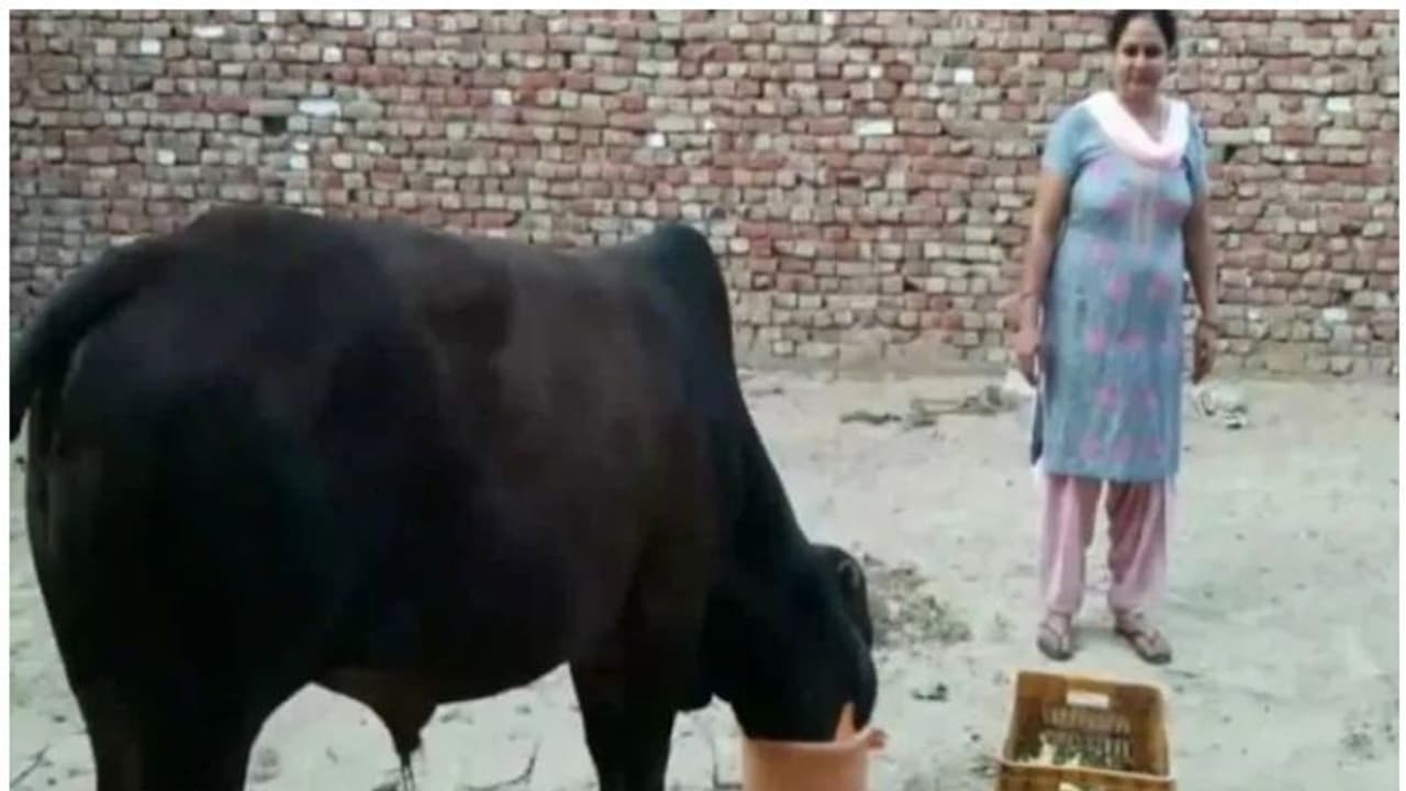 പച്ചക്കറിക്കൊപ്പം കാള വിഴുങ്ങിയത് 40 ഗ്രാം സ്വര്ണം; 'ചാണകമിടുന്നത് നോക്കി' വീട്ടുകാര് പച്ചക്കറിക്കൊപ്പം കാള വിഴുങ്ങിയത് 40 ഗ്രാം സ്വര്ണം; 'ചാണകമിടുന്നത് നോക്കി' വീട്ടുകാര്