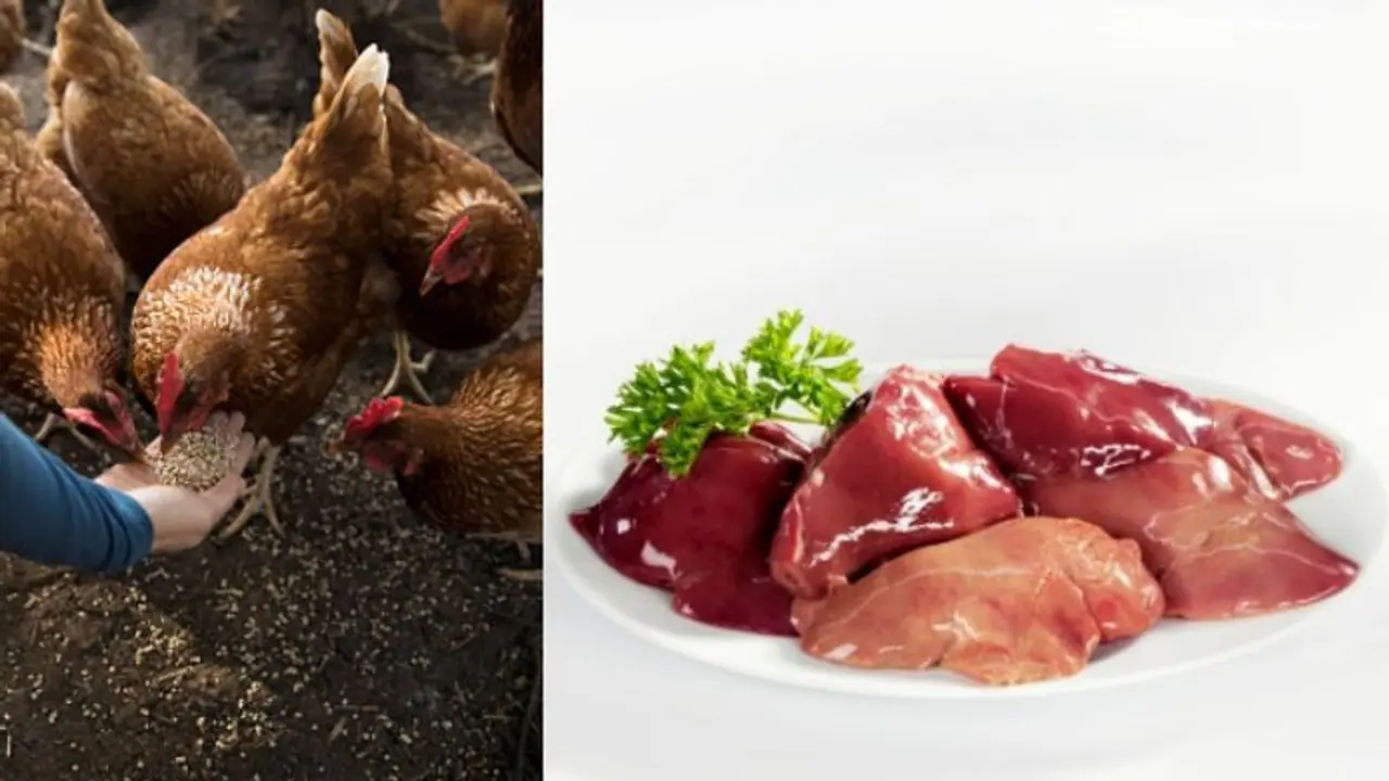 চিকেনের মেটে বা লিভার খাওয়া কি শরীরের জন্য উপকারী না ক্ষতিকর চিকেনের মেটে বা লিভার খাওয়া কি শরীরের জন্য উপকারী না ক্ষতিকর