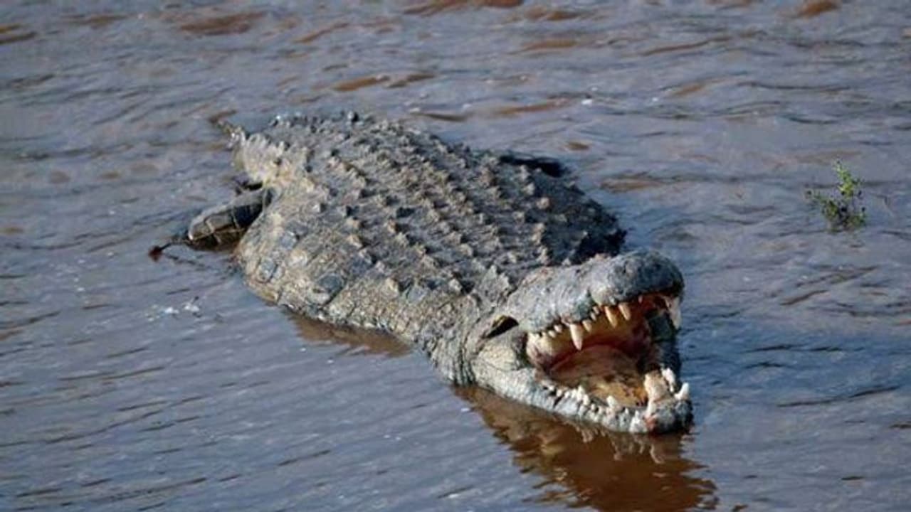 മുതലയുമായി ഏറ്റുമുട്ടി, കണ്ണുകൾ കുത്തിക്കീറി; സുഹൃത്തിനെ രക്ഷിക്കാൻ വിദ്യാർത്ഥിനി ചെയ്തത് മുതലയുമായി ഏറ്റുമുട്ടി, കണ്ണുകൾ കുത്തിക്കീറി; സുഹൃത്തിനെ രക്ഷിക്കാൻ വിദ്യാർത്ഥിനി ചെയ്തത്