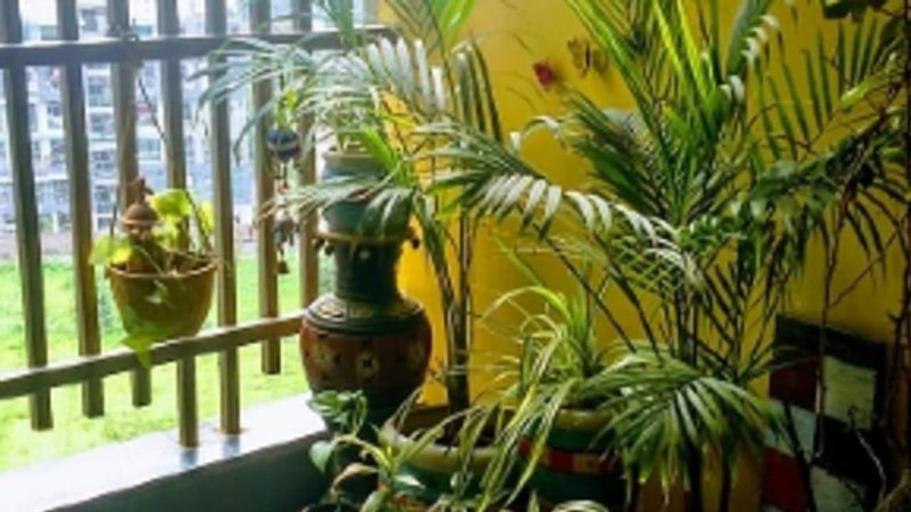 ঘরকে দূষণমুক্ত রাখতে নার্সারি থেকে নিয়ে আসুন ইনডোর প্ল্যান্টস ঘরকে দূষণমুক্ত রাখতে নার্সারি থেকে নিয়ে আসুন ইনডোর প্ল্যান্টস