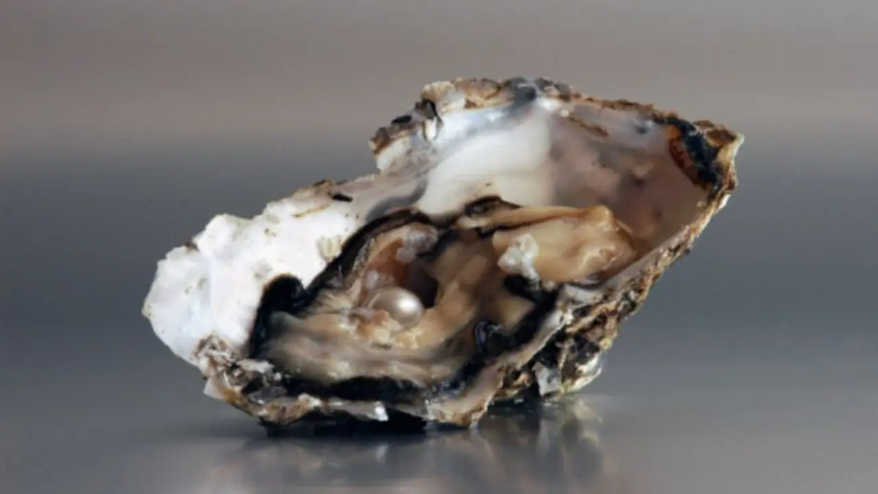 প্রয়োজনে হোক বা প্রসাধণী হিসেবে, না ঠকে বেছে নিন খাঁটি মুক্তো প্রয়োজনে হোক বা প্রসাধণী হিসেবে, না ঠকে বেছে নিন খাঁটি মুক্তো