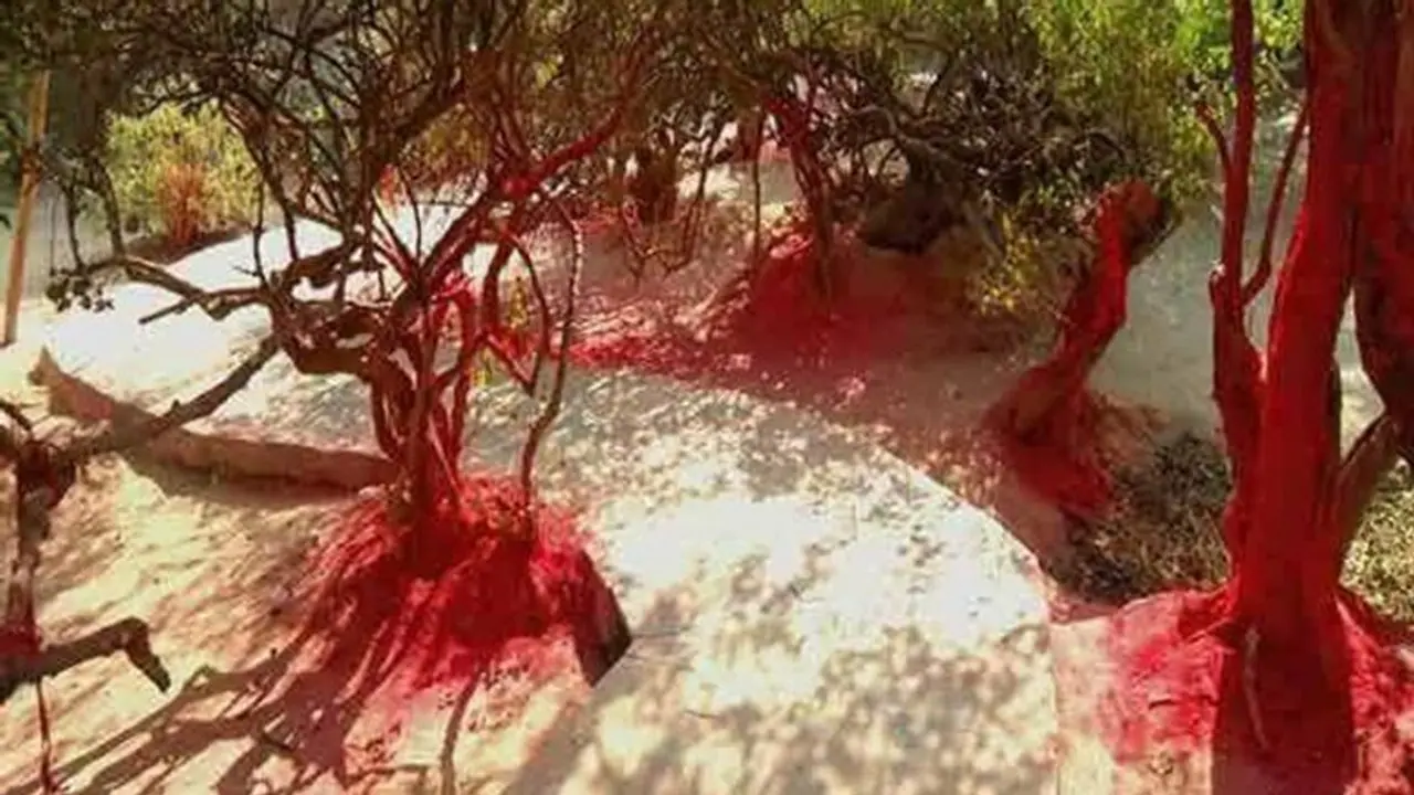 নিধিবনে কৃষ্ণের রাসলীলা দেখে ফেললেই নাকি সর্বনাশ, এতোটাই রহস্যময় বৃন্দাবনের এই স্থান নিধিবনে কৃষ্ণের রাসলীলা দেখে ফেললেই নাকি সর্বনাশ, এতোটাই রহস্যময় বৃন্দাবনের এই স্থান