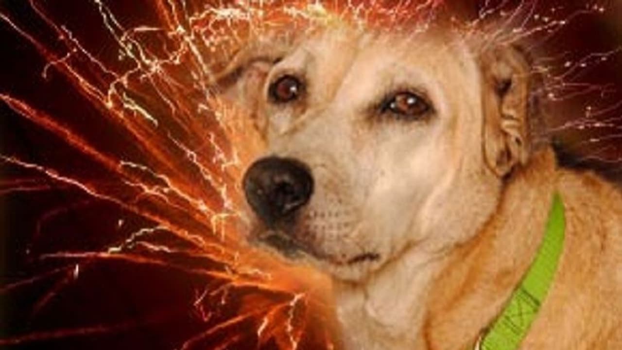 ನಾಯಿ ಬಾಲಕ್ಕೆ ಪಟಾಕಿ ಕಟ್ಟಿವಿಕೃತಿ: ಮೂವರು ವಿದ್ಯಾರ್ಥಿಗಳ ವಶ ನಾಯಿ ಬಾಲಕ್ಕೆ ಪಟಾಕಿ ಕಟ್ಟಿವಿಕೃತಿ: ಮೂವರು ವಿದ್ಯಾರ್ಥಿಗಳ ವಶ