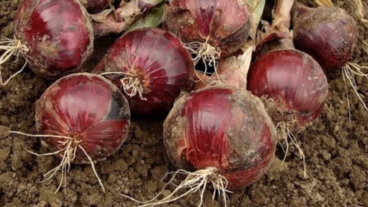 ಧಾರಾಕಾರ ಮಳೆ: ಕೊಳೆತ ಈರುಳ್ಳಿ ಬೆಳೆ, ಕಣ್ಣೀರಿಟ್ಟ ಅನ್ನದಾತ ಧಾರಾಕಾರ ಮಳೆ: ಕೊಳೆತ ಈರುಳ್ಳಿ ಬೆಳೆ, ಕಣ್ಣೀರಿಟ್ಟ ಅನ್ನದಾತ