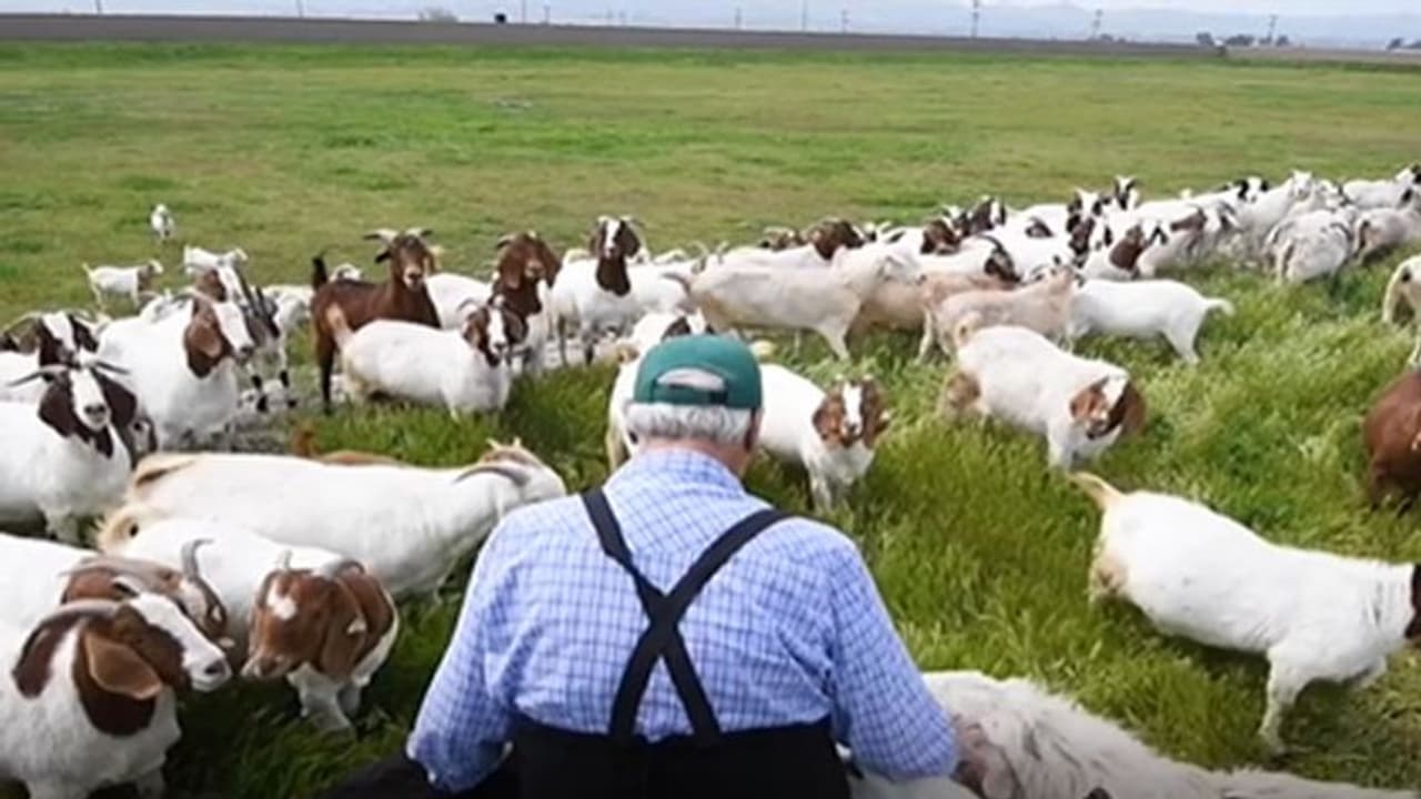 കാട്ടുതീയിൽ നിന്ന് കാലിഫോർണിയയിലെ പ്രശസ്ത ലൈബ്രറിയെ സംരക്ഷിച്ചത് അഞ്ഞൂറോളം വരുന്ന ആടുകൾ?