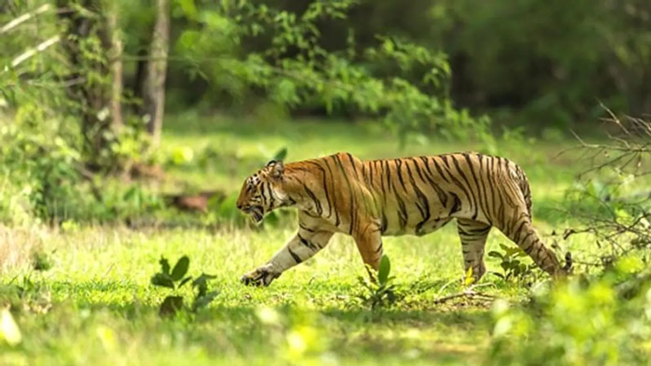 Image of Royal Bengal Image of Royal Bengal