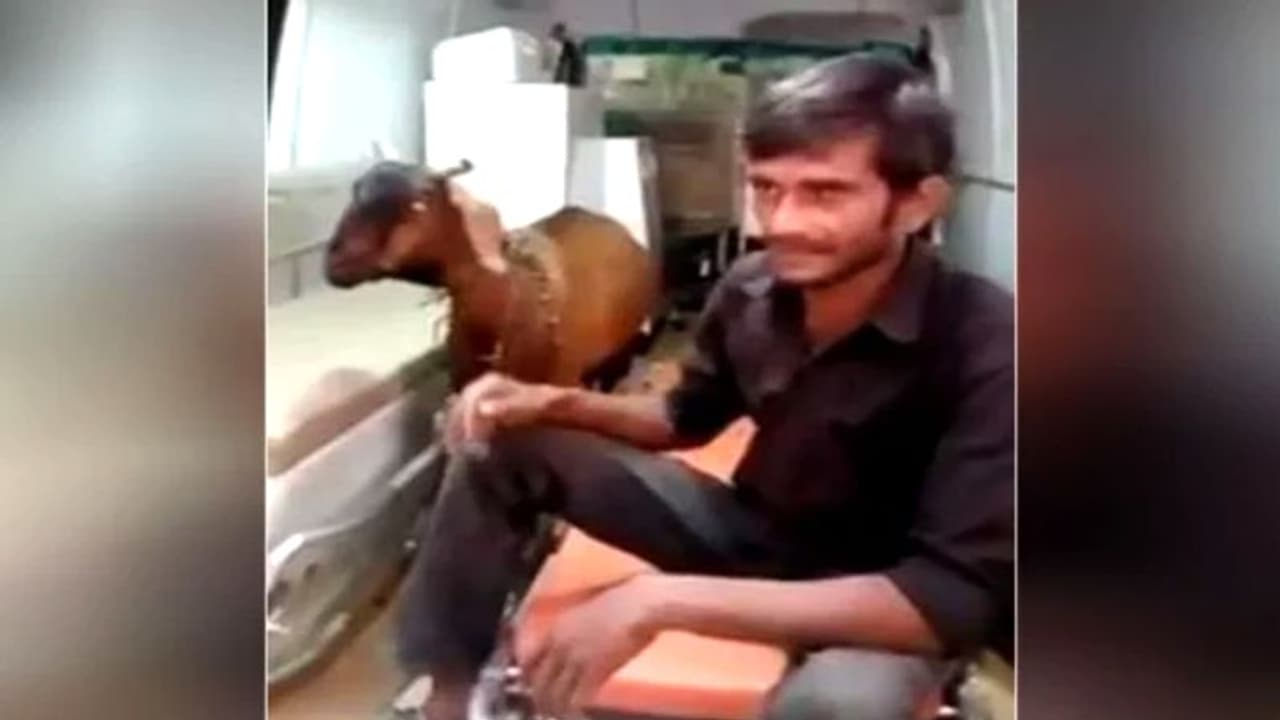 मजाक नहीं है ये खबर, 2 लोगों के झगड़े में घायल हुई बकरी तो मंगाना पड़ा एम्बुलेंस मजाक नहीं है ये खबर, 2 लोगों के झगड़े में घायल हुई बकरी तो मंगाना पड़ा एम्बुलेंस
