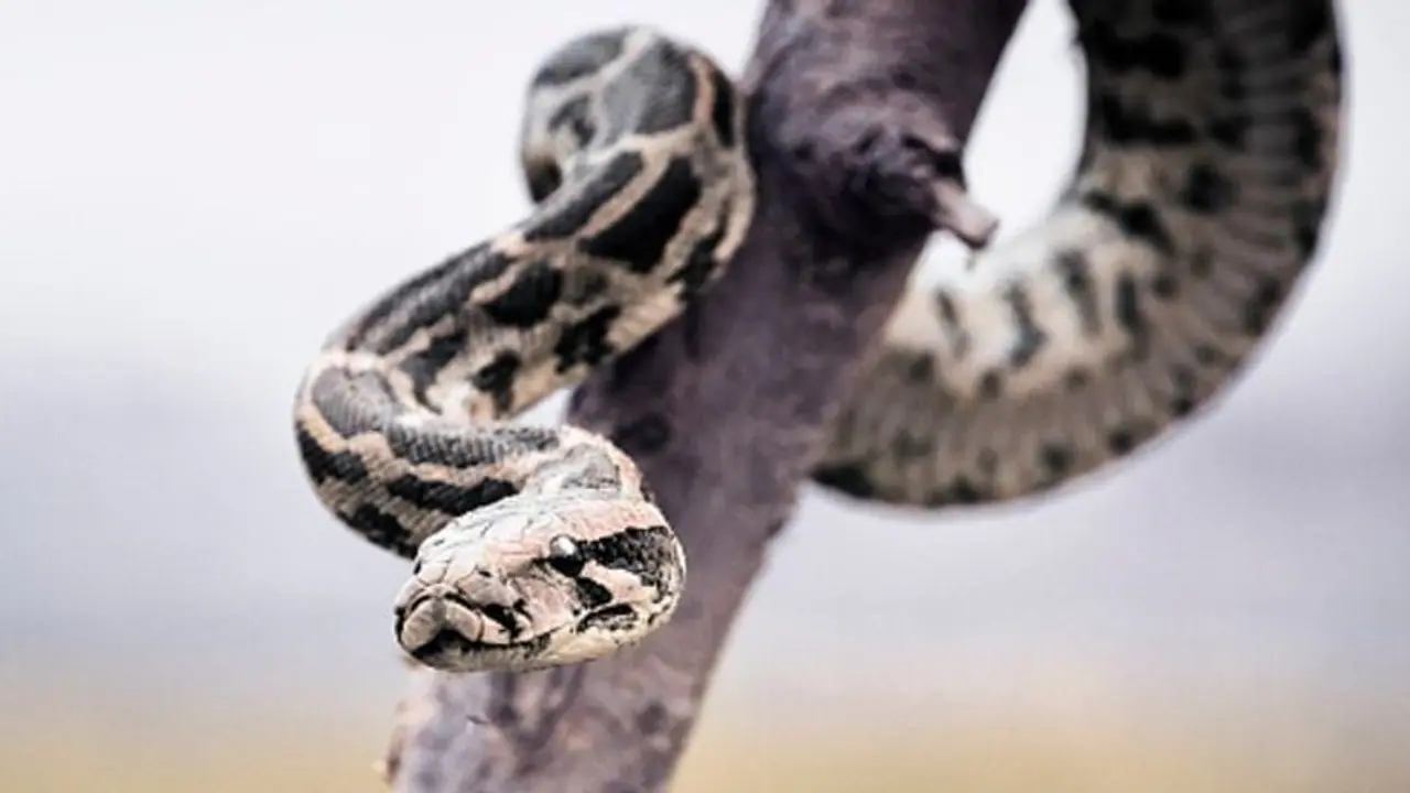 ಮನೆಯಂಗಳಲ್ಲಿ ಒಂದೆರಡಲ್ಲ, 13 ಹೆಬ್ಬಾವಿನ ಮರಿ..! ಮನೆಯಂಗಳಲ್ಲಿ ಒಂದೆರಡಲ್ಲ, 13 ಹೆಬ್ಬಾವಿನ ಮರಿ..!