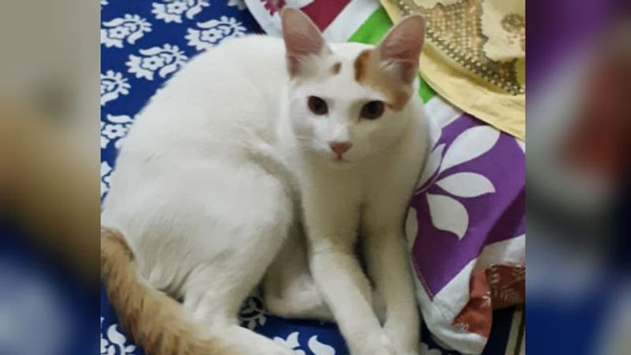 হারিয়ে গিয়েছে আদরের মিনি, নগদ পুরস্কার ঘোষণা অতিরিক্ত জেলাশাসকের হারিয়ে গিয়েছে আদরের মিনি, নগদ পুরস্কার ঘোষণা অতিরিক্ত জেলাশাসকের