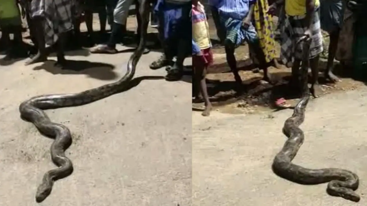 10 அடி நீள மலைப்பாம்பிடம் உயிருக்கு போராடி சண்டையிட்ட மயில்..! பார்த்தவர்களை பதறவைத்த காட்சி..! 10 அடி நீள மலைப்பாம்பிடம் உயிருக்கு போராடி சண்டையிட்ட மயில்..! பார்த்தவர்களை பதறவைத்த காட்சி..!