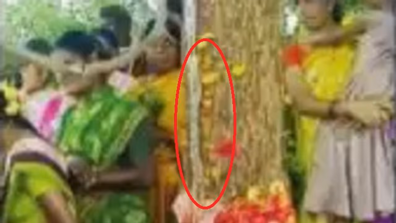 ಚಾಮರಾಜನಗರ: ಬೇವಿನ ಮರದಲ್ಲಿ ಹಾಲಿನ ರೂಪದ ದ್ರವ!