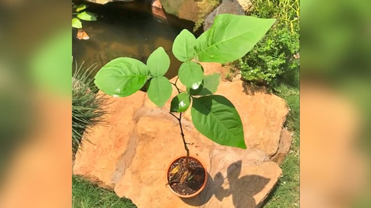 জীবনের জটিলতর সমস্যার সমাধানে, সোমবার মেনে চলুন এই নিয়মগুলি জীবনের জটিলতর সমস্যার সমাধানে, সোমবার মেনে চলুন এই নিয়মগুলি