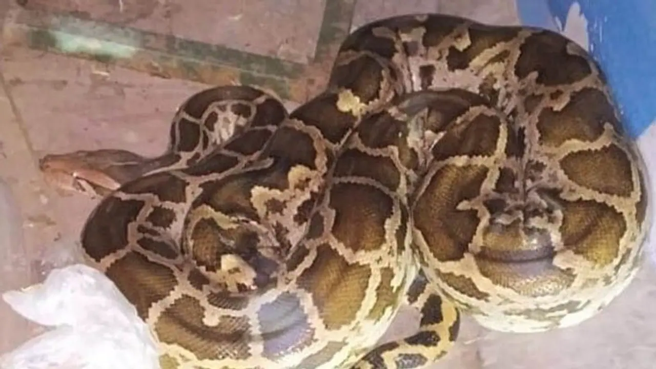 ताजमहल के पार्किंग में निकला 9 फिट लम्बा अजगर,2 घंटे के रेस्क्यू के बाद आया काबू में ताजमहल के पार्किंग में निकला 9 फिट लम्बा अजगर,2 घंटे के रेस्क्यू के बाद आया काबू में