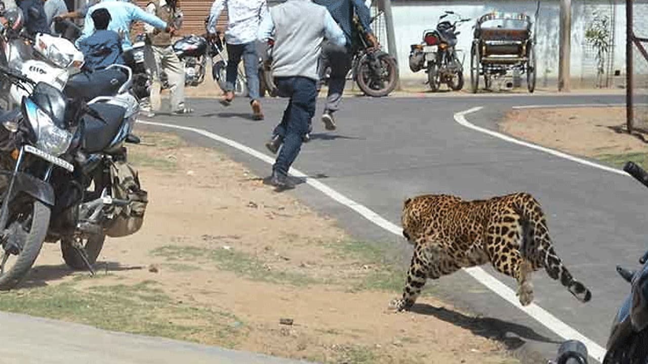 शहर की सड़कों पर दौड़ा पैंथर, घंटो तक दहशत में रहे लोग, कोई पेड़ पर चढ़ा तो कोई कार में हुआ कैद शहर की सड़कों पर दौड़ा पैंथर, घंटो तक दहशत में रहे लोग, कोई पेड़ पर चढ़ा तो कोई कार में हुआ कैद