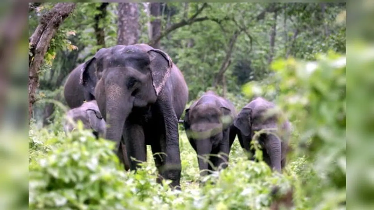 വന്യജീവി ആക്രമണം: അഞ്ച് വർഷത്തിനിടെ കേരളത്തിൽ 486 പേര് മരിച്ചെന്ന് കേന്ദ്ര സര്ക്കാര് വന്യജീവി ആക്രമണം: അഞ്ച് വർഷത്തിനിടെ കേരളത്തിൽ 486 പേര് മരിച്ചെന്ന് കേന്ദ്ര സര്ക്കാര്
