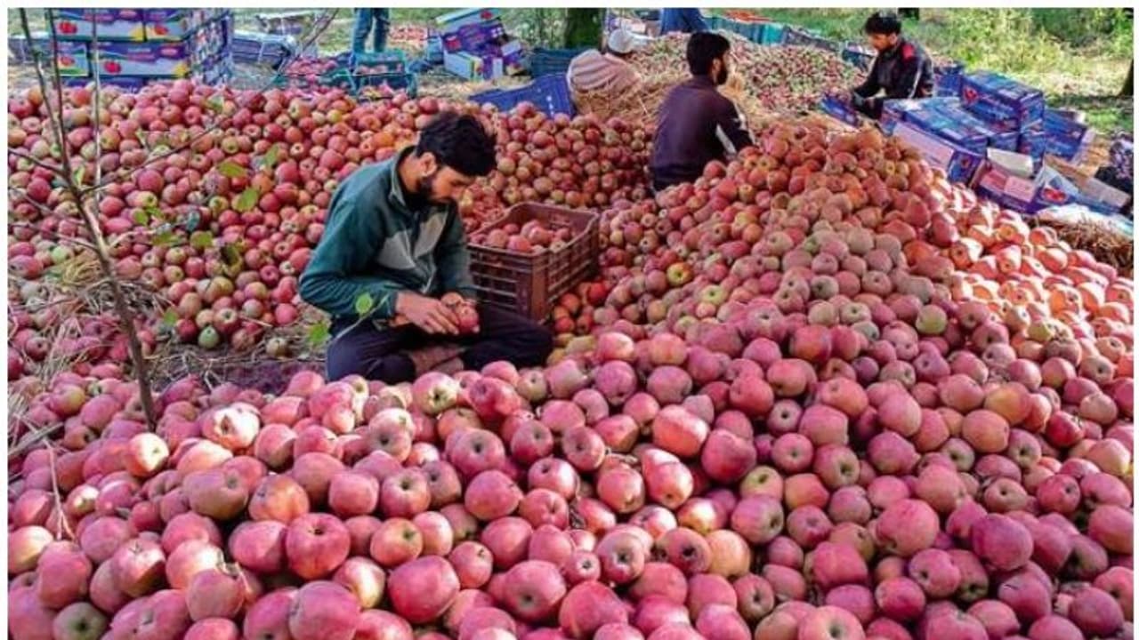 പുനഃസംഘടനയും ആക്രമണങ്ങളും തിരിച്ചടിയായി; കശ്മീരിലെ ആപ്പിള് വിപണിക്ക് കോടികള് നഷ്ടം പുനഃസംഘടനയും ആക്രമണങ്ങളും തിരിച്ചടിയായി; കശ്മീരിലെ ആപ്പിള് വിപണിക്ക് കോടികള് നഷ്ടം