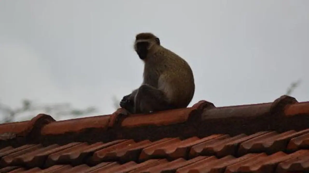 കുരങ്ങന്റെ കയ്യിൽനിന്ന് കല്ല് താഴെ വീണു; നാല് മാസം പ്രായമുള്ള കുഞ്ഞിന് ദാരുണാന്ത്യം കുരങ്ങന്റെ കയ്യിൽനിന്ന് കല്ല് താഴെ വീണു; നാല് മാസം പ്രായമുള്ള കുഞ്ഞിന് ദാരുണാന്ത്യം
