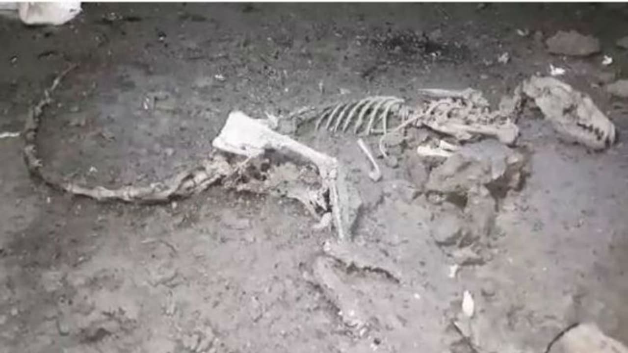 পরিত্যক্ত বাড়িতে 'ডাইনোসরের ফসিল', দিনভর চাঞ্চল্য আমডাঙায়