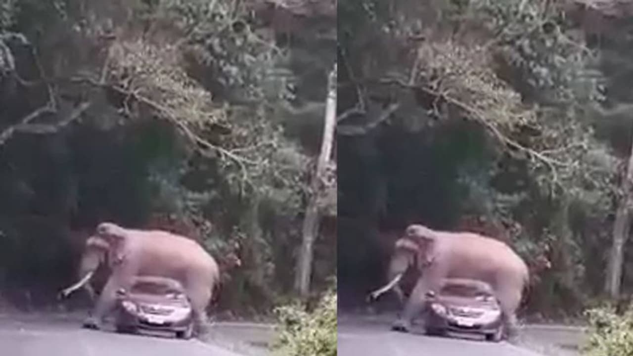 വിനോദ സഞ്ചാരികളുടെ കാറിന് മേല് കയറിയിരുന്ന് കാട്ടുകൊമ്പന്; ഞെട്ടിക്കുന്ന വീഡിയോ വിനോദ സഞ്ചാരികളുടെ കാറിന് മേല് കയറിയിരുന്ന് കാട്ടുകൊമ്പന്; ഞെട്ടിക്കുന്ന വീഡിയോ