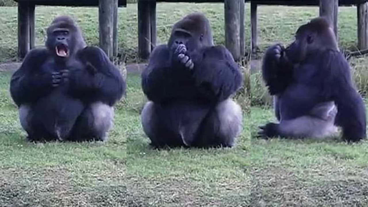 'തനിക്ക് ഭക്ഷണം എറിഞ്ഞ് നൽകരുത്'; സന്ദർശകരോട് ആംഗ്യഭാഷയിൽ അഭ്യർത്ഥിച്ച് ഗോറില്ല 'തനിക്ക് ഭക്ഷണം എറിഞ്ഞ് നൽകരുത്'; സന്ദർശകരോട് ആംഗ്യഭാഷയിൽ അഭ്യർത്ഥിച്ച് ഗോറില്ല