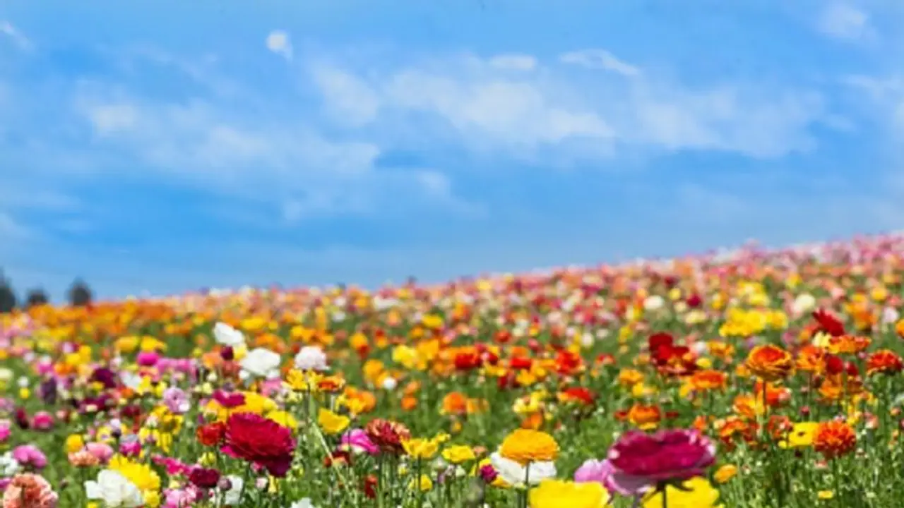 Karnataka: Man quits government job to pursue farming, now provides employment