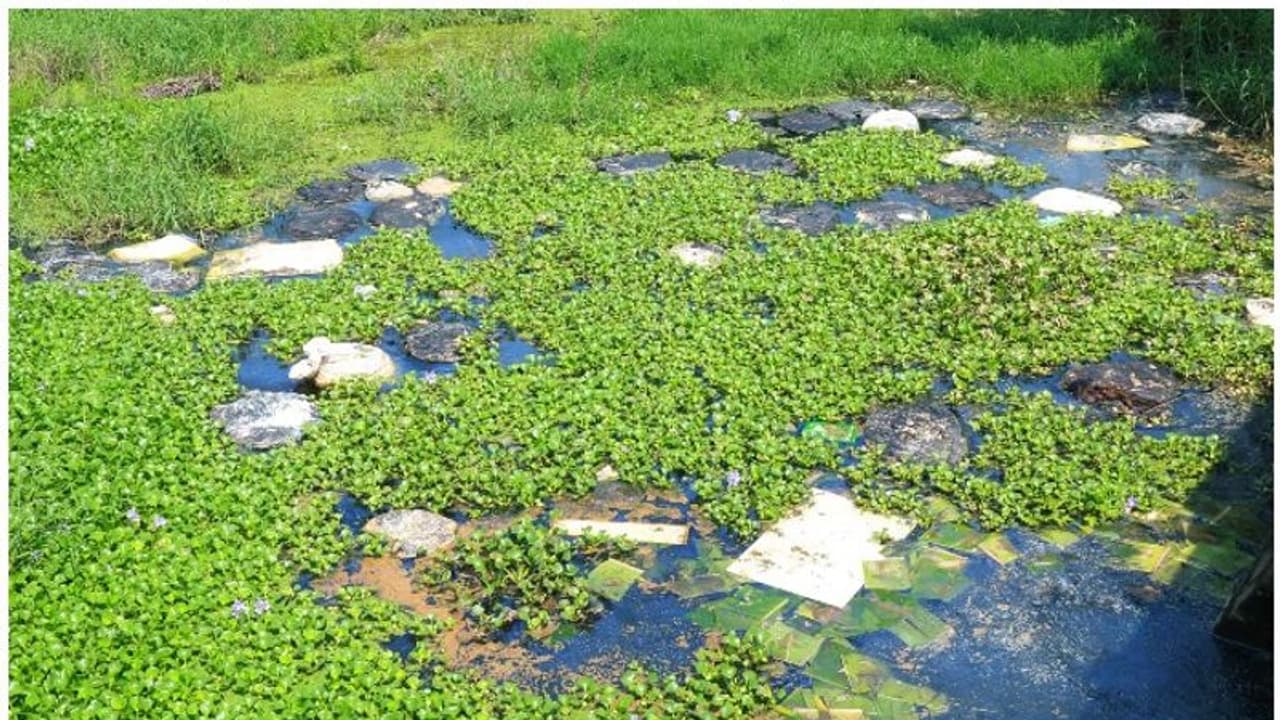റോഡിലും പാടങ്ങളിലും മാലിന്യം തള്ളുന്നത് വ്യാപകമാകുന്നു; പൊറുതിമുട്ടി നാട്ടുകാര് റോഡിലും പാടങ്ങളിലും മാലിന്യം തള്ളുന്നത് വ്യാപകമാകുന്നു; പൊറുതിമുട്ടി നാട്ടുകാര്