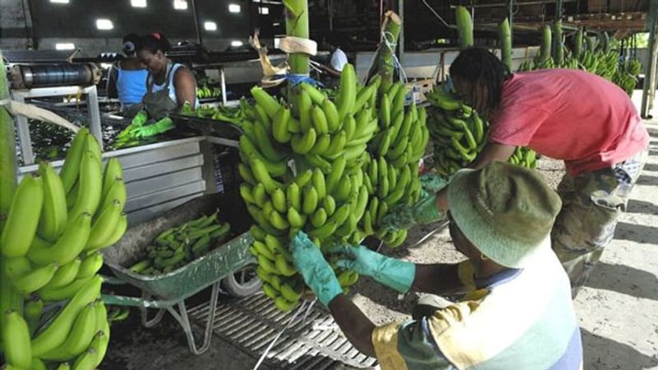 ഇത് മറ്റൊരു എന്മകജെ? തളിച്ചത്, നൂറ്റാണ്ടുകളോളം ദൂഷ്യഫലങ്ങളുണ്ടാക്കിയേക്കാവുന്ന കീടനാശിനി ഇത് മറ്റൊരു എന്മകജെ? തളിച്ചത്, നൂറ്റാണ്ടുകളോളം ദൂഷ്യഫലങ്ങളുണ്ടാക്കിയേക്കാവുന്ന കീടനാശിനി