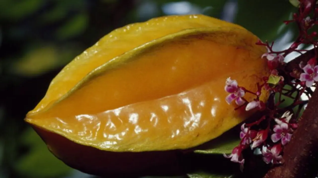 Star fruit Star fruit