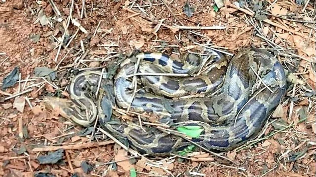 ঝাড়গ্রামে নয়ানজুলি থেকে উদ্ধার ১০ ফুটের পাইথন, বিশাল সাপ দেখতে ভিড় গ্রামবাসীদের