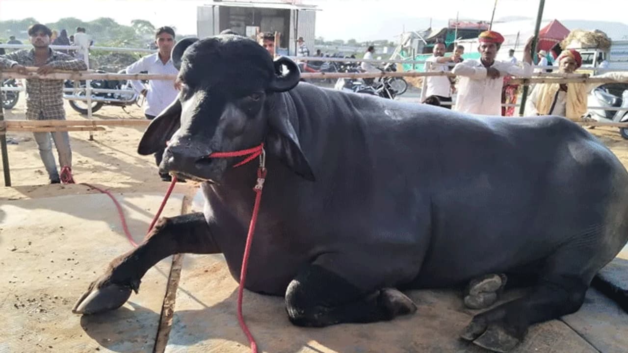 ಈ ಕೋಣದ ಬೆಲೆ ಬರೋಬ್ಬರಿ 14 ಕೋಟಿ, ಅಂಥಾದ್ದೇನಿದೆ ವಿಶೇಷ?