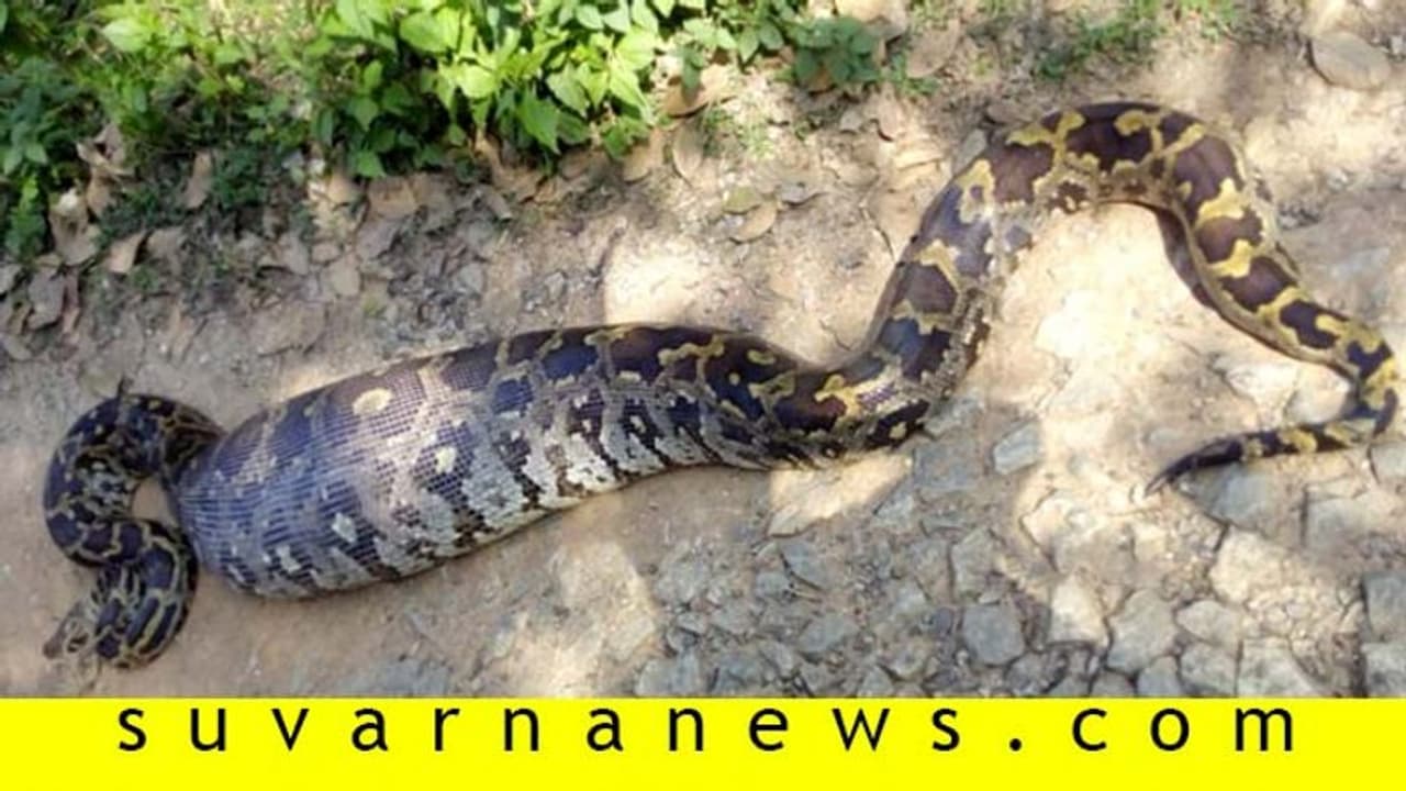 ಚಿಕ್ಕಮಗಳೂರು : ಭಾರೀ ಗಾತ್ರದ ಹೆಬ್ಬಾವು ಪತ್ತೆ ಚಿಕ್ಕಮಗಳೂರು : ಭಾರೀ ಗಾತ್ರದ ಹೆಬ್ಬಾವು ಪತ್ತೆ