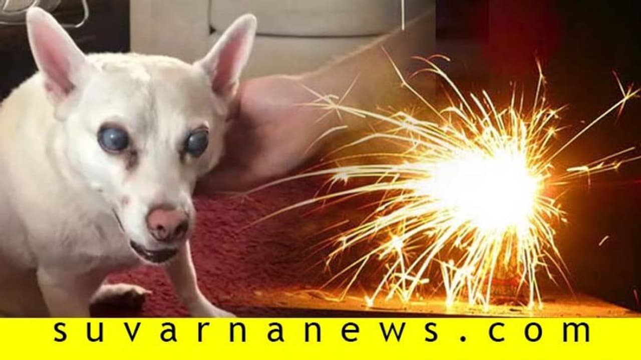 ಮುದ್ದು ಶ್ವಾನದ ಕಣ್ಣು ಹೋಯ್ತು, ಪಟಾಕಿ ವಿರುದ್ಧ ಮಹಿಳೆಯ ಏಕಾಂಗಿ ಹೋರಾಟ