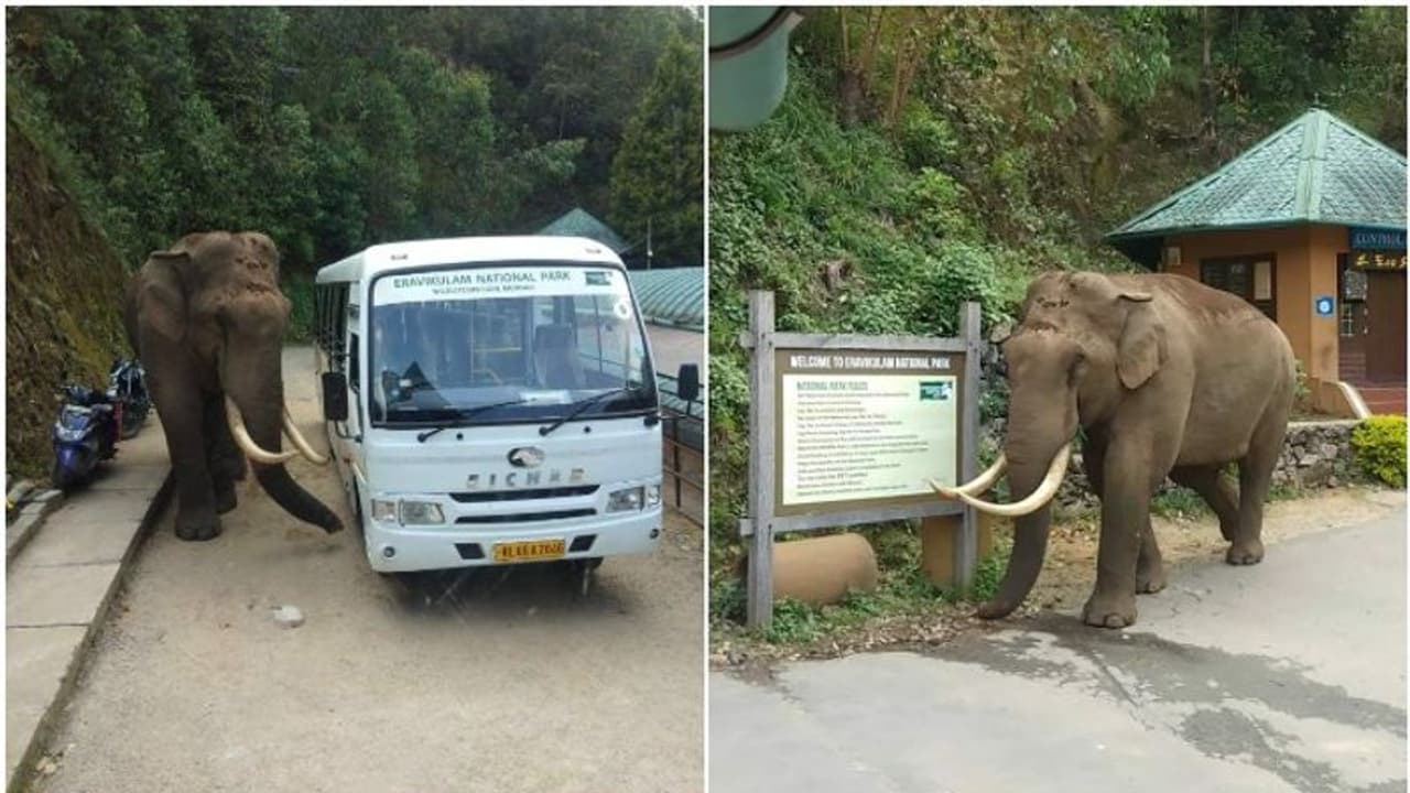 ടിക്കറ്റ് കൗണ്ടറിന് മുന്നില് ആന; ചിതറിയോടി വിനോദസഞ്ചാരികള് ടിക്കറ്റ് കൗണ്ടറിന് മുന്നില് ആന; ചിതറിയോടി വിനോദസഞ്ചാരികള്