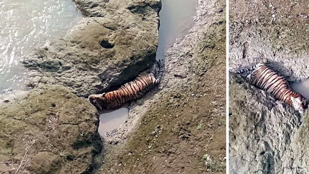 दो पत्थरों के बीच बुरी तरह फंसा हुआ था टाइगर, ऊपर से नहर में छोड़ा जा रहा था पानी दो पत्थरों के बीच बुरी तरह फंसा हुआ था टाइगर, ऊपर से नहर में छोड़ा जा रहा था पानी