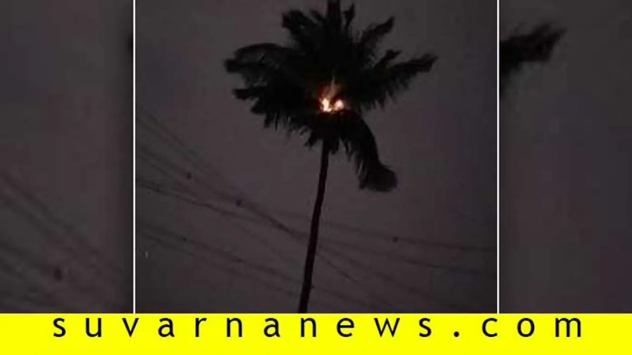 ಬೆಂಕಿ ಹೊತ್ತಿ ಧಗಧಗನೆ ಉರಿದ ತೆಂಗಿನ ಮರ ಬೆಂಕಿ ಹೊತ್ತಿ ಧಗಧಗನೆ ಉರಿದ ತೆಂಗಿನ ಮರ