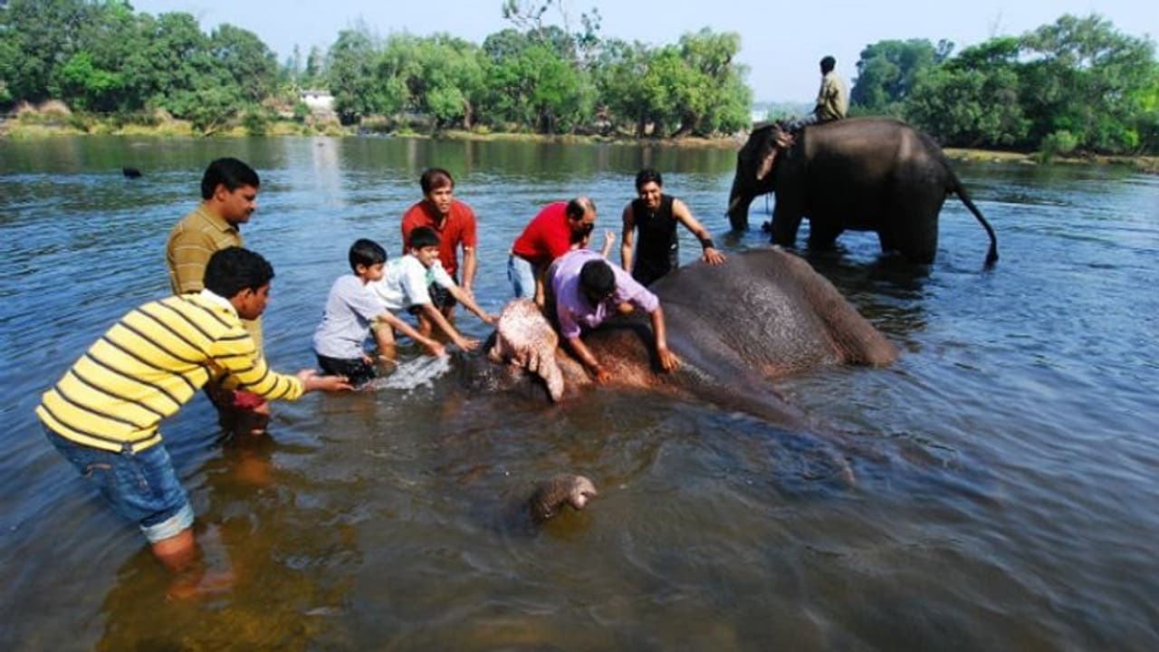 'ಮೈಸೂರು: ಆನೆ ಶಿಬಿರಗಳಲ್ಲಿ ಮೂಲ ಸೌಕರ್ಯಗಳೇ ಇಲ್ಲ!’ 'ಮೈಸೂರು: ಆನೆ ಶಿಬಿರಗಳಲ್ಲಿ ಮೂಲ ಸೌಕರ್ಯಗಳೇ ಇಲ್ಲ!’