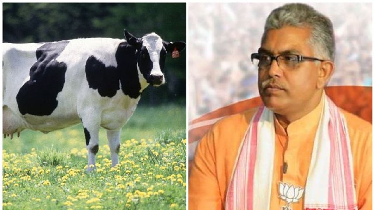 'ജഴ്സിപ്പശുക്കൾ ഗോമാതാക്കളല്ല, കൗ ആന്റിമാർ, അവരെ ആരാധിക്കുന്നത് രാജ്യത്തിന് ദോഷം ചെയ്യും' എന്ന് ബിജെപി ബംഗാൾ അധ്യക്ഷൻ ദിലീപ് ഘോഷ് 'ജഴ്സിപ്പശുക്കൾ ഗോമാതാക്കളല്ല, കൗ ആന്റിമാർ, അവരെ ആരാധിക്കുന്നത് രാജ്യത്തിന് ദോഷം ചെയ്യും' എന്ന് ബിജെപി ബംഗാൾ അധ്യക്ഷൻ ദിലീപ് ഘോഷ്