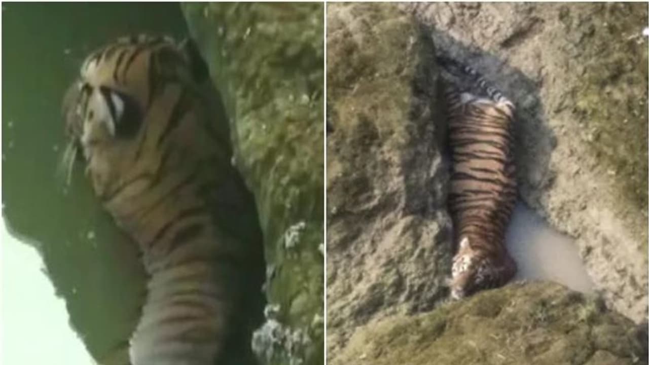 35 അടി ഉയരത്തില് നിന്ന് നദിയിലേക്ക് ചാടി, പാറക്കൂട്ടത്തിനിടയില്പ്പെട്ട കടുവ ചത്തു 35 അടി ഉയരത്തില് നിന്ന് നദിയിലേക്ക് ചാടി, പാറക്കൂട്ടത്തിനിടയില്പ്പെട്ട കടുവ ചത്തു