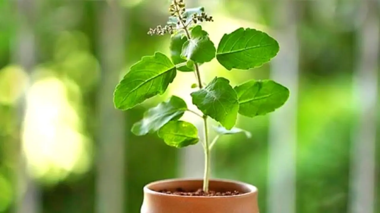 মহালয়ার পর এই নিয়মে তুলসী আনুন বাড়িতে, ফিরবে সৌভাগ্য