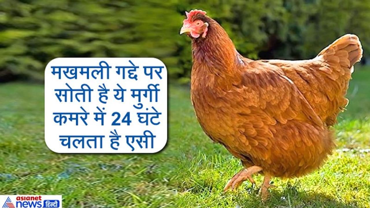 अरबपति मुर्गी, साथ रखती है 6 बाउंसर्स अरबपति मुर्गी, साथ रखती है 6 बाउंसर्स